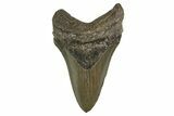 Serrated, Fossil Megalodon Tooth - North Carolina #340848-1